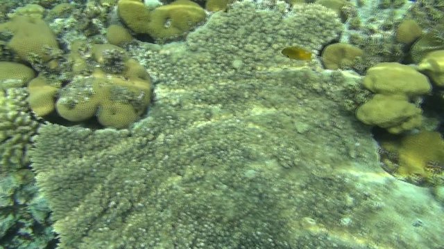 colorful fishes on reef dahab 30