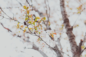 soft-tones pink and white spring blossoms on a tree with overcast sky