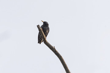 An ordinary European bird starling, Sturnus vulgaris