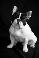 french bulldog