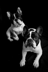 two french bulldogs