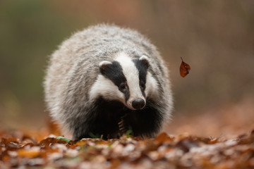 Portrait of European badger (Meles meles in his natural environment. Cute black and white mammal, autumn scenery from colorful forest.