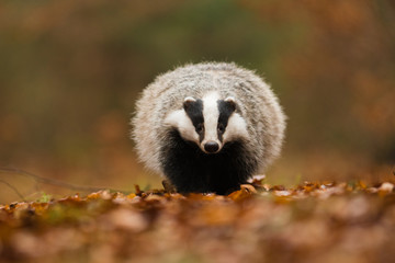 Portrait of European badger (Meles meles in his natural environment. Cute black and white mammal,...