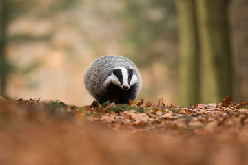 Portrait of European badger (Meles meles in his natural environment. Cute black and white mammal, autumn scenery from colorful forest. © Dusan