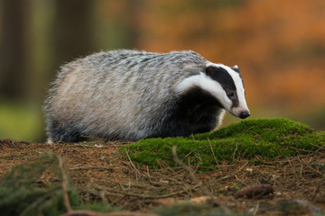 Portrait of European badger (Meles meles in his natural environment. Cute black and white mammal, autumn scenery from colorful forest.