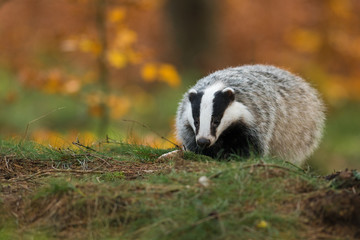 Portrait of European badger (Meles meles in his natural environment. Cute black and white mammal, autumn scenery from colorful forest.