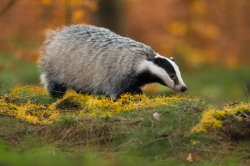 Portrait of European badger (Meles meles in his natural environment. Cute black and white mammal,...