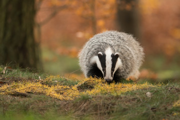 Portrait of European badger (Meles meles in his natural environment. Cute black and white mammal, autumn scenery from colorful forest. © Dusan