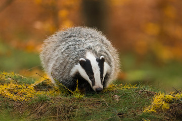 Portrait of European badger (Meles meles in his natural environment. Cute black and white mammal, autumn scenery from colorful forest.