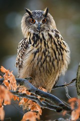 Portrait of Eurasian Eagle-owl, Bubo bubo with autumn forest in the background. Big owl with orange eyes and ears sitting on a tree in the natural habitat, orange beech leaves.