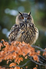 Portrait of Eurasian Eagle-owl, Bubo bubo with autumn forest in the background. Big owl with orange...