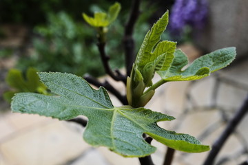 Feuille figuier printemps