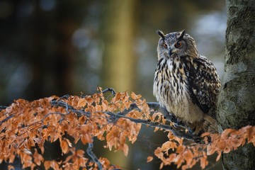Portrait of Eurasian Eagle-owl, Bubo bubo with autumn forest in the background. Big owl with orange eyes and ears sitting on a tree in the natural habitat, orange beech leaves.