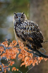 Portrait of Eurasian Eagle-owl, Bubo bubo with autumn forest in the background. Big owl with orange eyes and ears sitting on a tree in the natural habitat, orange beech leaves.