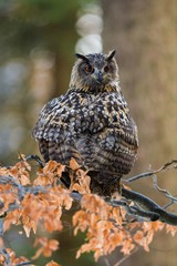 Portrait of Eurasian Eagle-owl, Bubo bubo with autumn forest in the background. Big owl with orange eyes and ears sitting on a tree in the natural habitat, orange beech leaves.