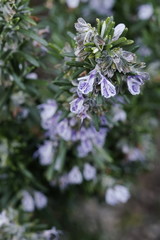 Fototapeta premium Romarin en fleurs au printemps, Essence et garrigue