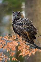 Portrait of Eurasian Eagle-owl, Bubo bubo with autumn forest in the background. Big owl with orange eyes and ears sitting on a tree in the natural habitat, orange beech leaves.
