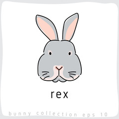 Rex : Rabbit Breed Collection : Vector Illustration