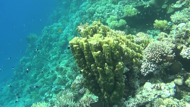 colorful fishes on reef dahab 31