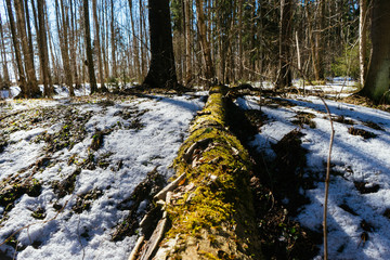 Close up picture of fallen pine tree. Snow is laying down on a ground. picture is made from a down view. Old tree is covered by distructed crust.