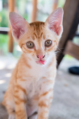 Close up of Thai Orange and White Cat Kitty