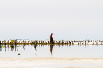 Seaweed farmers in the blue water off the white beaches of the Indian Ocean spice island of Zanzibar