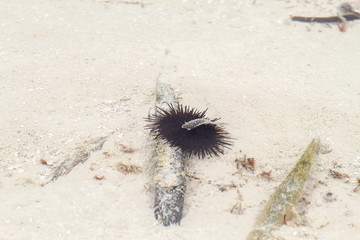Sea urchin close-up over white sand in Indian Ocean