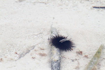 Sea urchin close-up over white sand in Indian Ocean