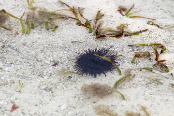 Sea urchin close-up over white sand in Indian Ocean