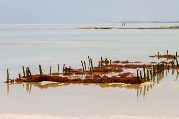 Seaweed farms in the blue water off the white beaches of the Indian Ocean spice island of Zanzibar