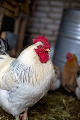 Chickens on the farm. Toned, style, color photo.