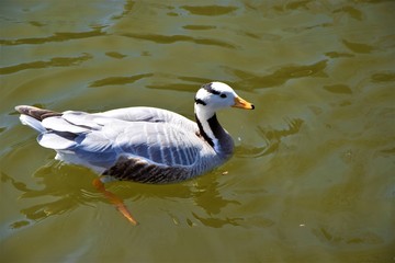 beautiful white duck in the water