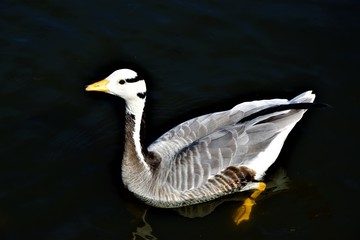 beautiful white duck in the water