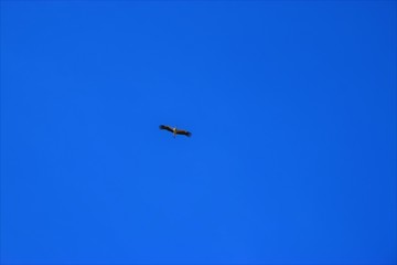 a stork flying high in the sky