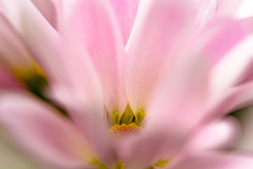 Fototapeta premium Spring Flower Macro