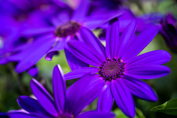 Makro Aufnahme einer bl&uuml;henden violetten Pericallis