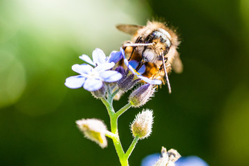 Makro einer Honig Biene auf Frühlings Blüte 
