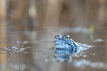 Male moor frogs turn into a bright blue at mating time. So they want to impress the females. It is a fantastic natural spectacle. Concept: animals and mating