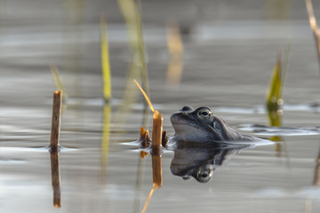 Moor frogs in their habitat in a pond. Concept: animals and mating