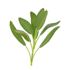 Sage plant isolated on a white background