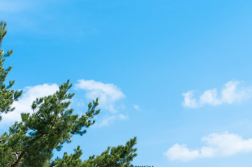 Obraz premium Pine tree branches on focus, blue sky with white clouds background, space for text.