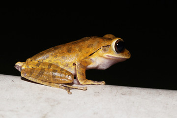 Close up Common tree frog Amphibians (Polypedates leucomystax) brown color