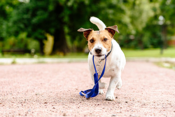 Dog walking at park holding its own leash in mouth