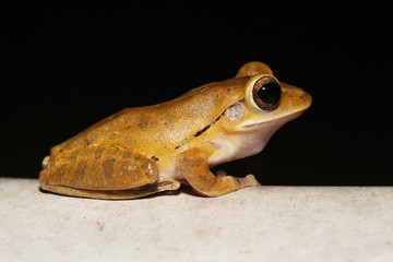 Close up Common tree frog Amphibians (Polypedates leucomystax) brown color