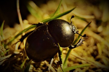 beetle