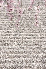 白砂と桜