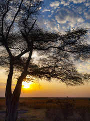 The Chobe National Park between Botswana and Namibia at sunset in Africa