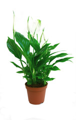 Peace lily in pot on white background