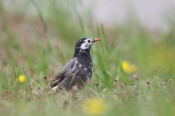 White-cheeked Starling (Sturnus cineraceus) in Japan