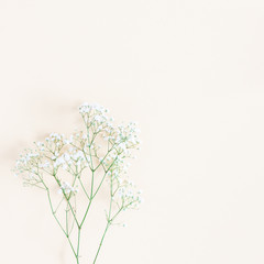 Flowers composition. Gypsophila flowers on yellow background. Flat lay, top view, copy space, square